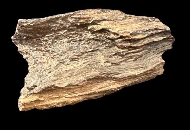 North American Petrified Wood Piece (1 of 2)