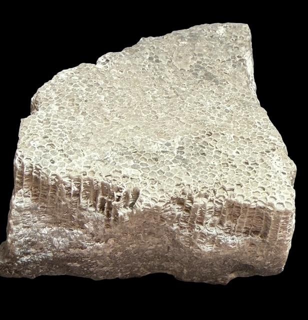 Fossilized Coral: Fossilized coral. Gray in color. Measures 2.5" x 3.5" x 1.5".