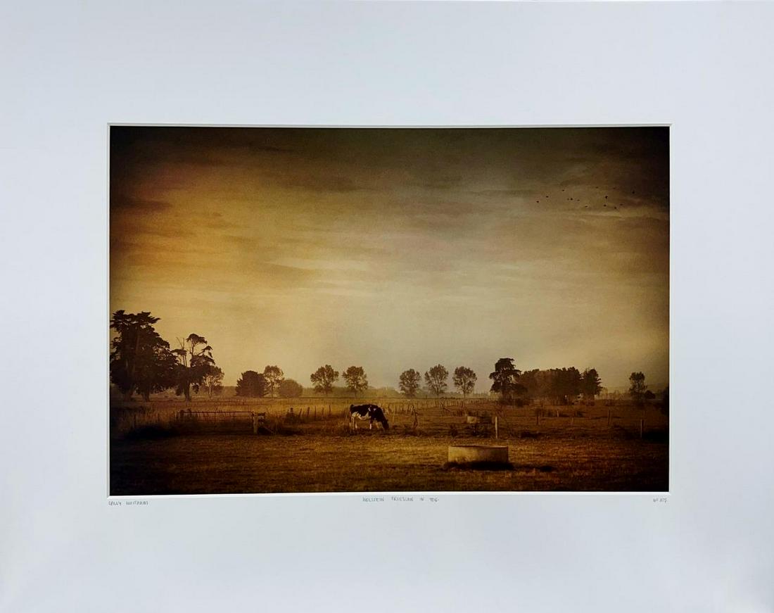 Cally Whitham Holstein Friesian Cattle In Fog Dairy Farm Cows Yellow Korner Certified Photograph (1 of 3)