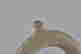 item-103726056=3