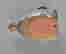 item-110803244=2