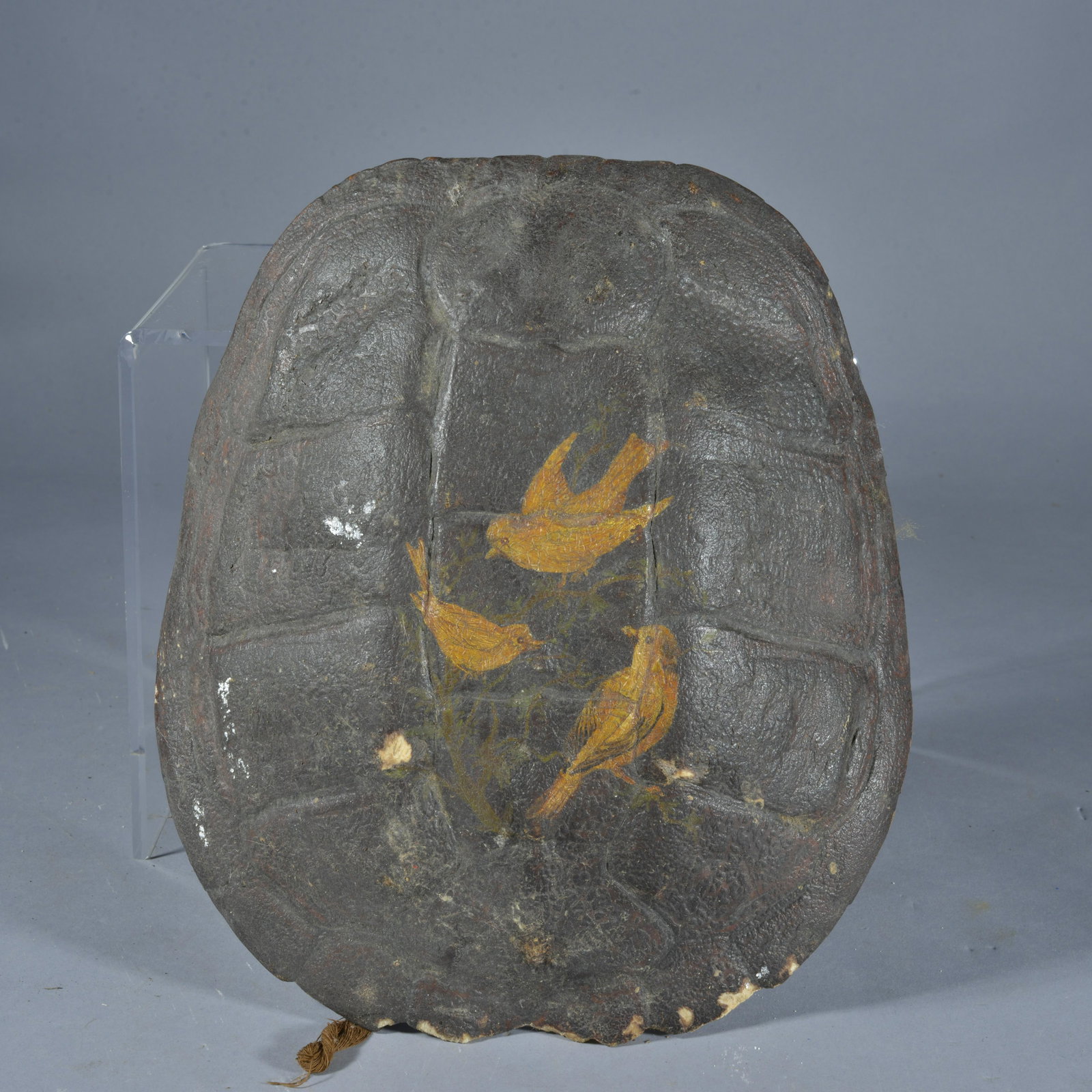 Painted Turtle Shell: great paint and surface. Early 20th century- 10" x 12"