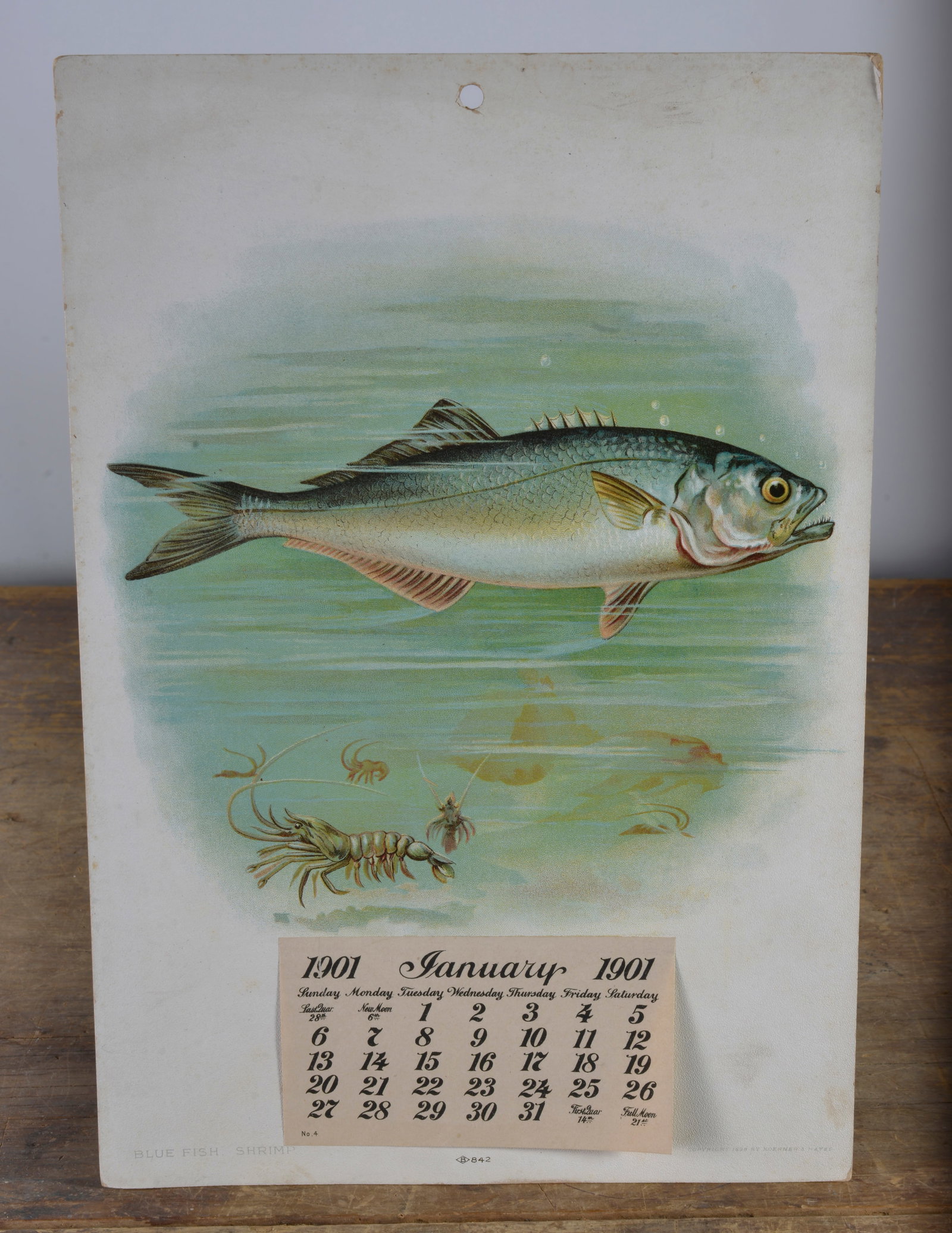 CARDBOARD FISH CALENDAR SAMPLE DATED JANUARY 1901: SEE PHOTOS