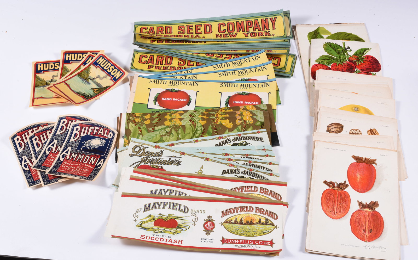 VARIOUS VINTAGE CAN LABELS & FRUIT CARDS (1 of 1)