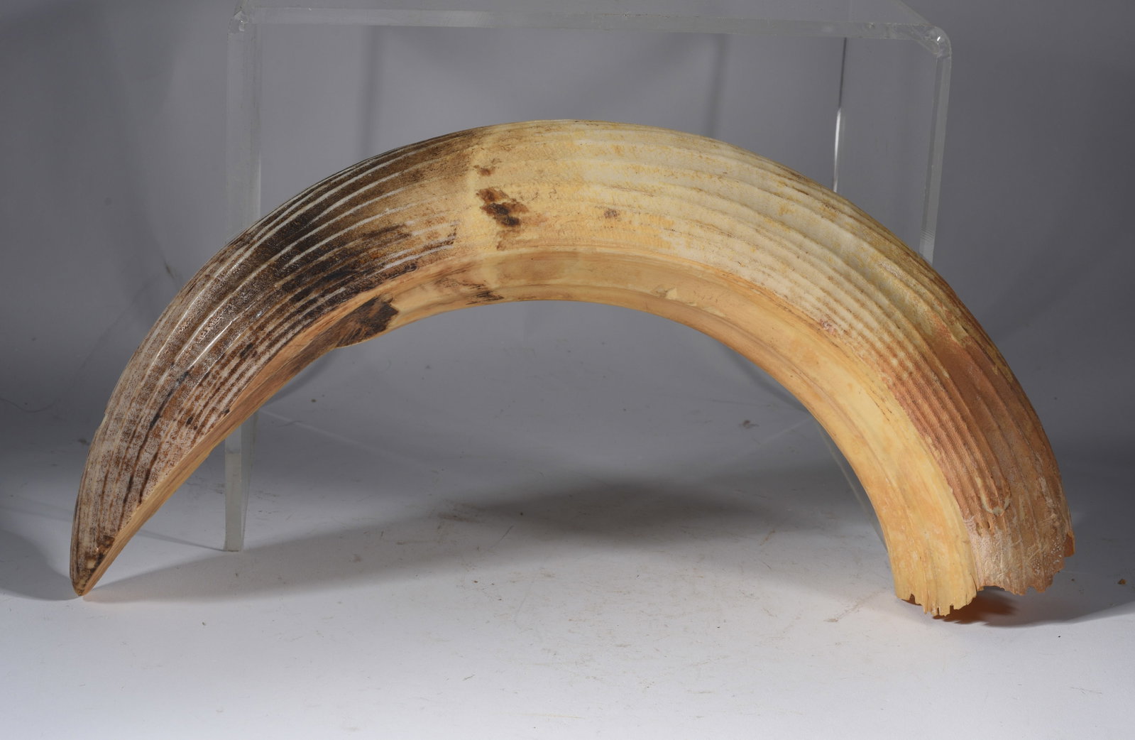 Prehistoric Animal Tusk: 14" ACROSS