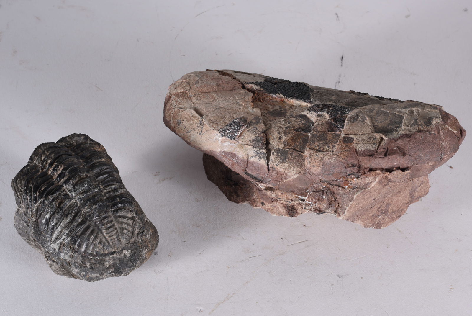 Ancient Fossils (1 of 2)