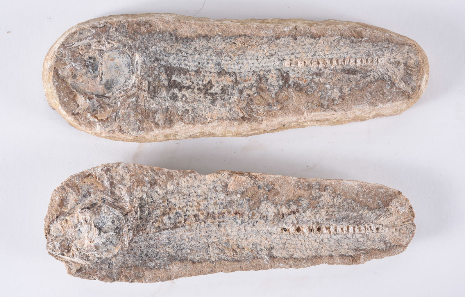 Ancient Fossil (1 of 3)