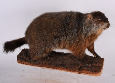Stuffed Beaver