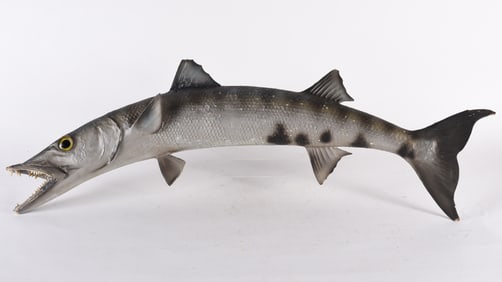 Taxidermy Barracuda ca. 1950
