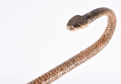 Rattle Snake Skin Walking Stick