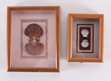 Vintage Seashell Art Framed