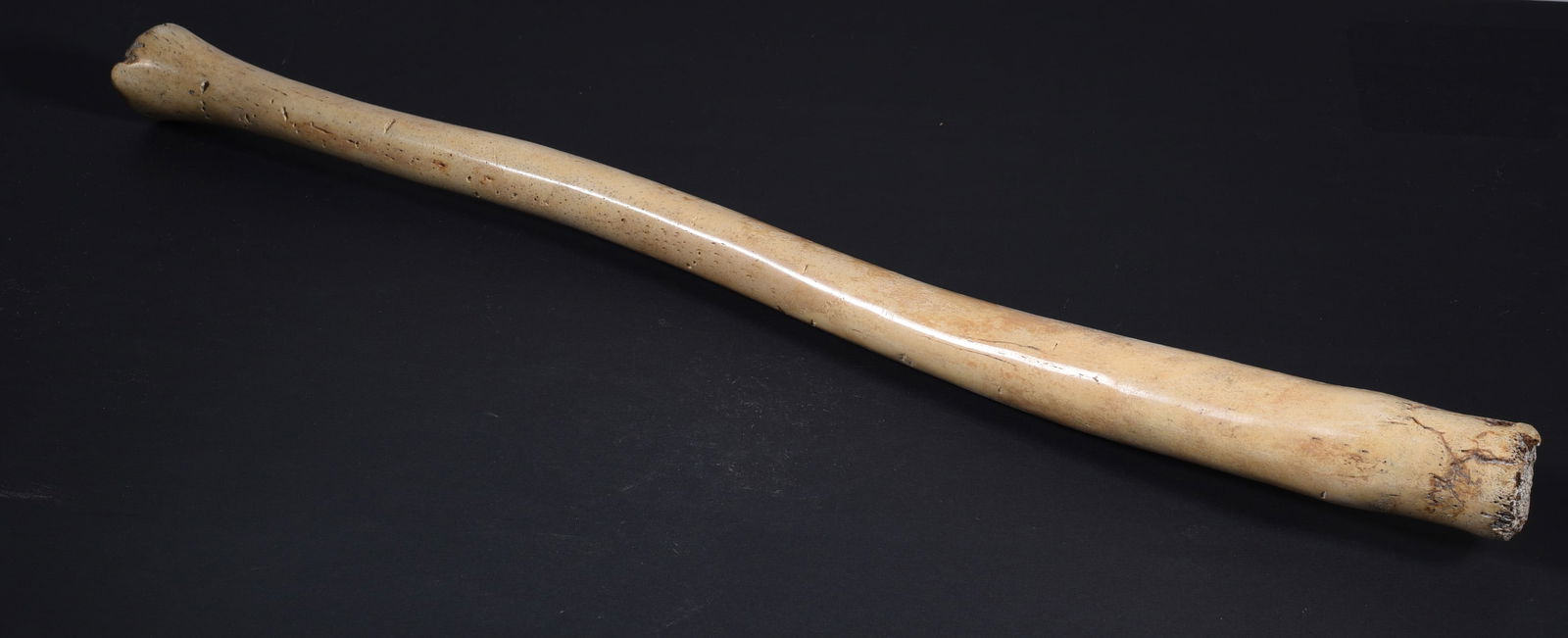Walrus Bone or Whale Bone 23" Long: 23" These bone carvings were found in an attic trunk wrapped in 1960s newspaper. The collection came straight from the attic to our gallery and we unwrapped and photoed. All of these are small under 7