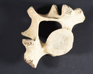 Walrus Bone Collection