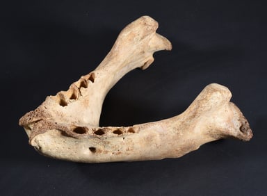 Walrus Bone Collection