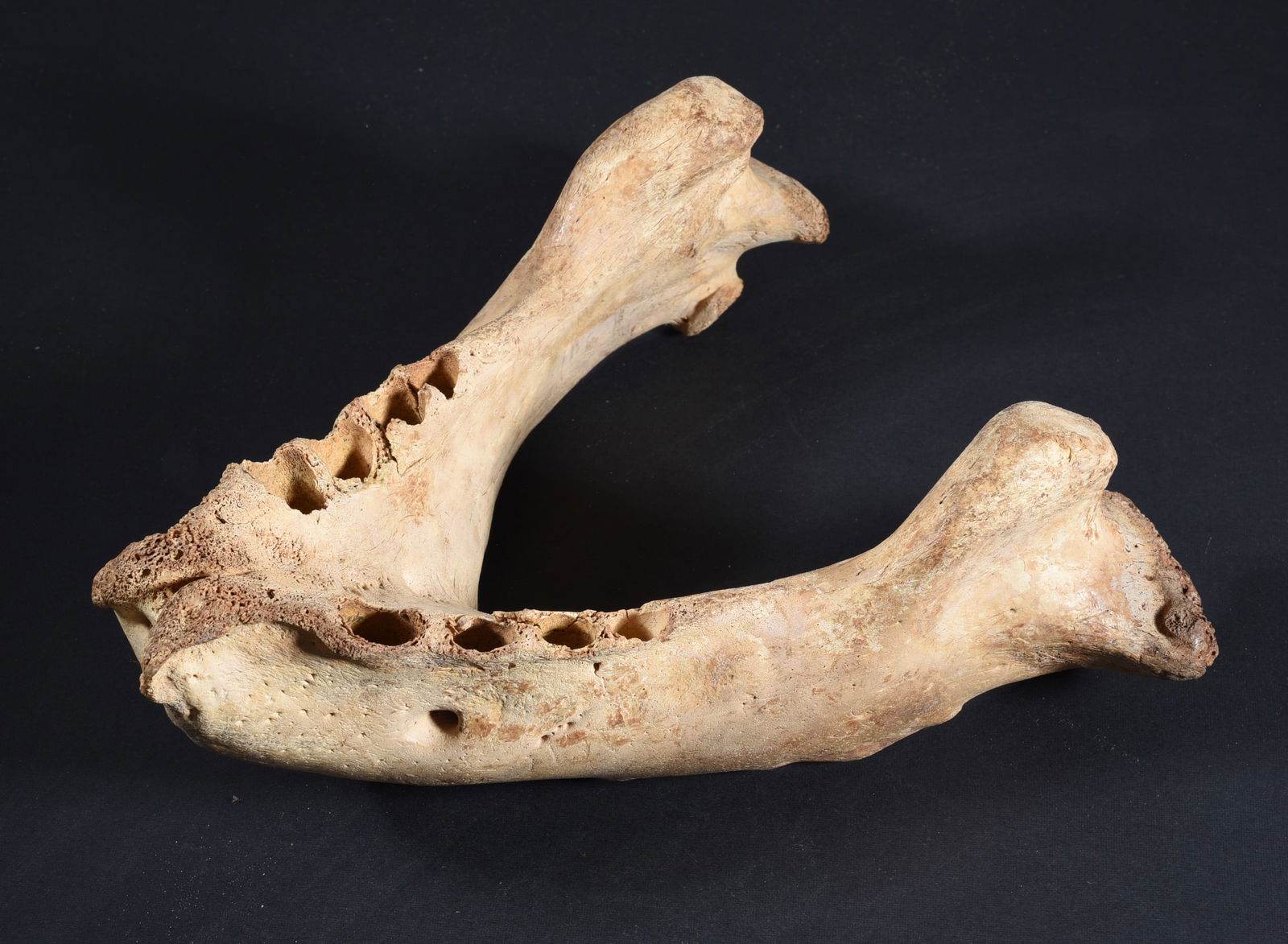 Walrus Bone Collection: These bone carvings were found in an attic trunk wrapped in 1960s newspaper. The collection came straight from the attic to our gallery and we unwrapped and photoed. All of these are small under 7". W