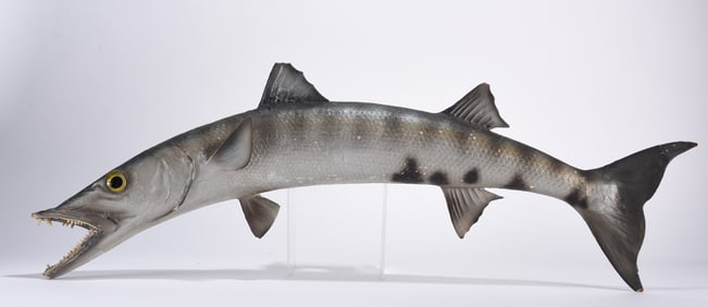 Taxidermy Barracuda Fish Wall Hanging