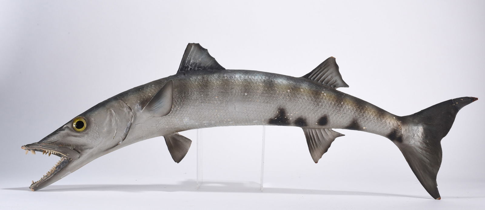 Taxidermy Barracuda Fish Wall Hanging (1 of 3)