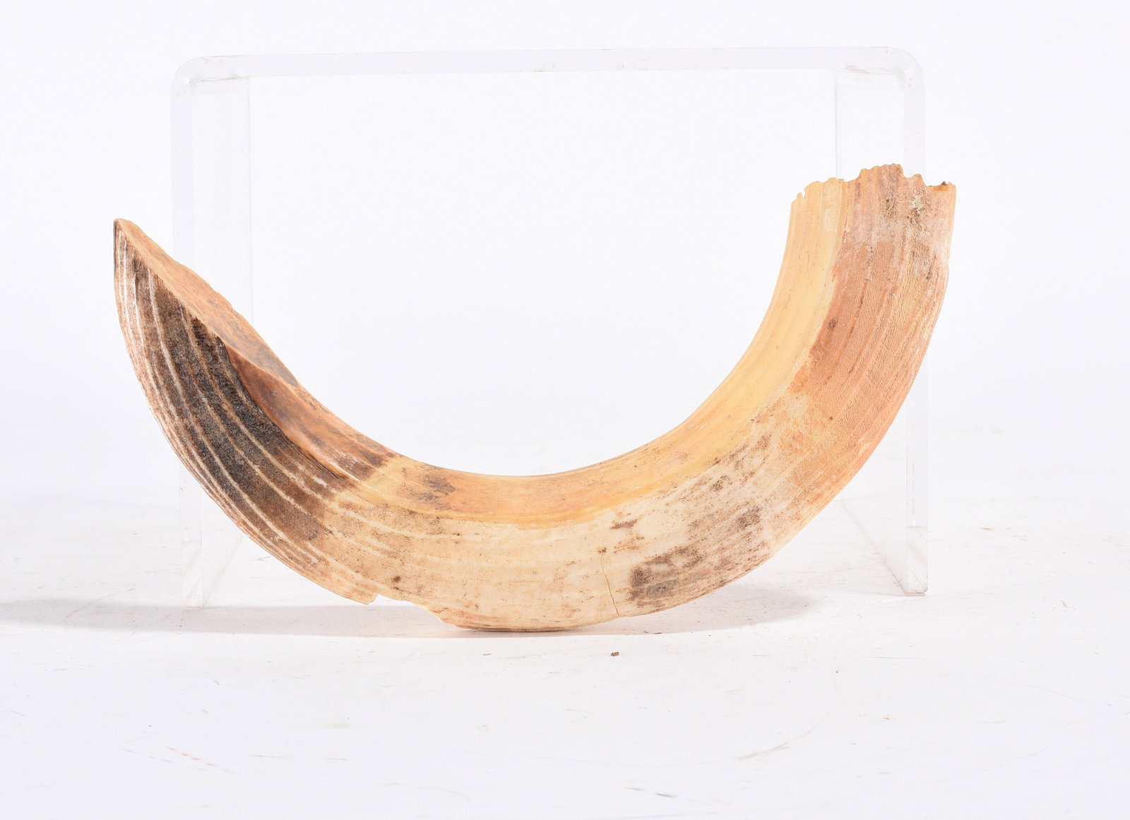 Vintage Animal Horn: Vintage Animal Horn
