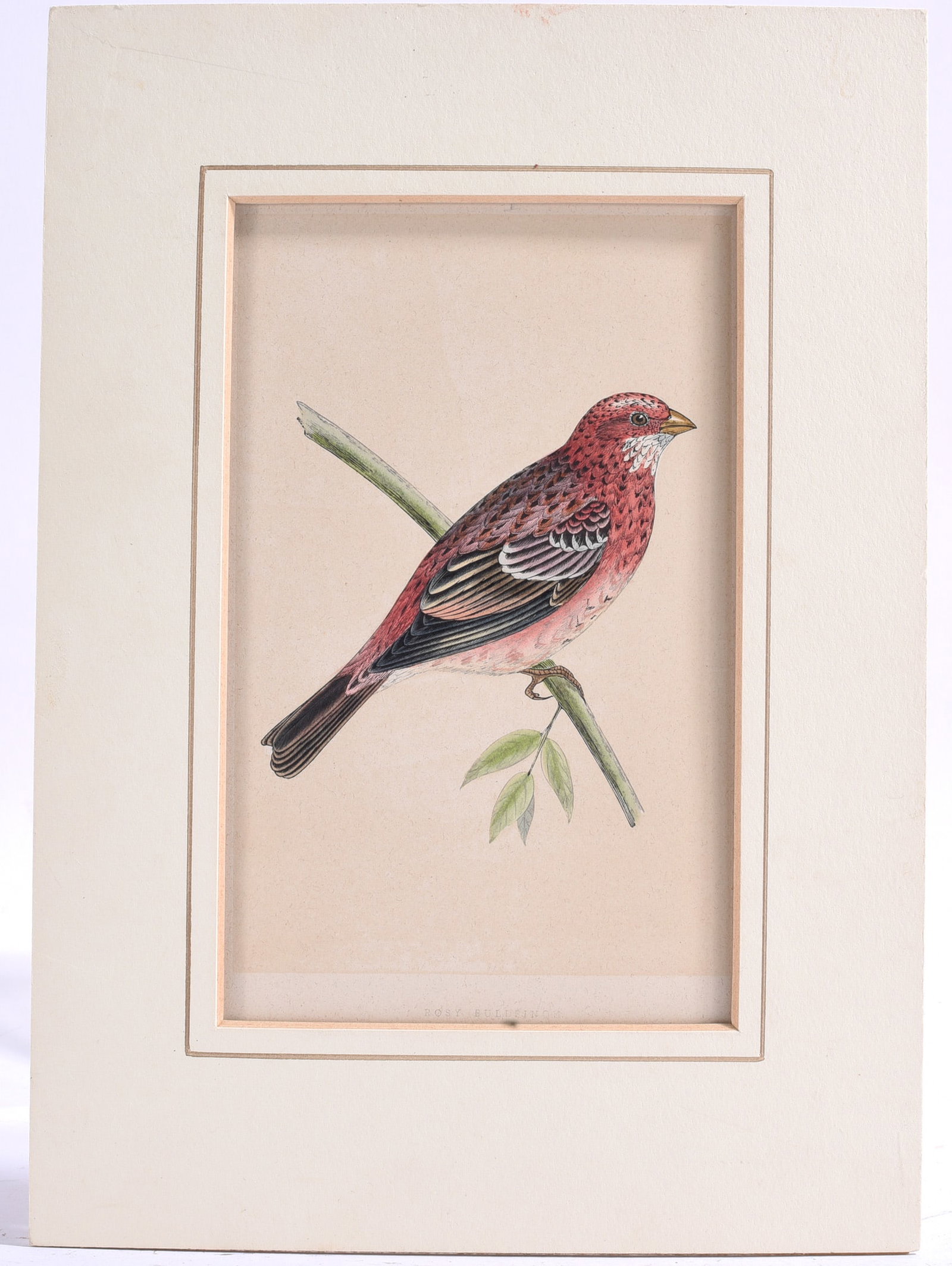 Rosy Bullfinch Bird Print (1 of 2)