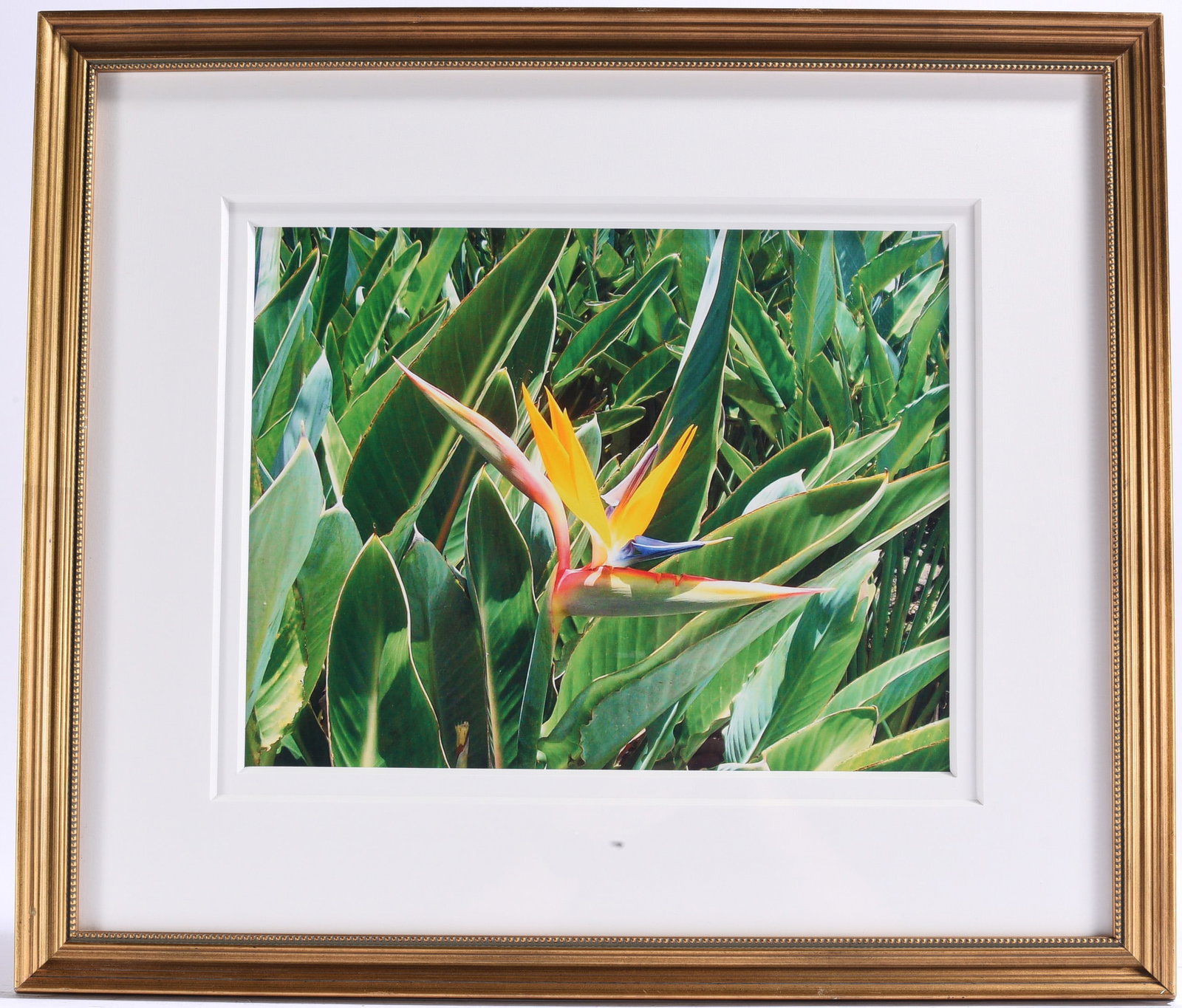 Framed Bird of Paradise Floral Photograph (1 of 2)
