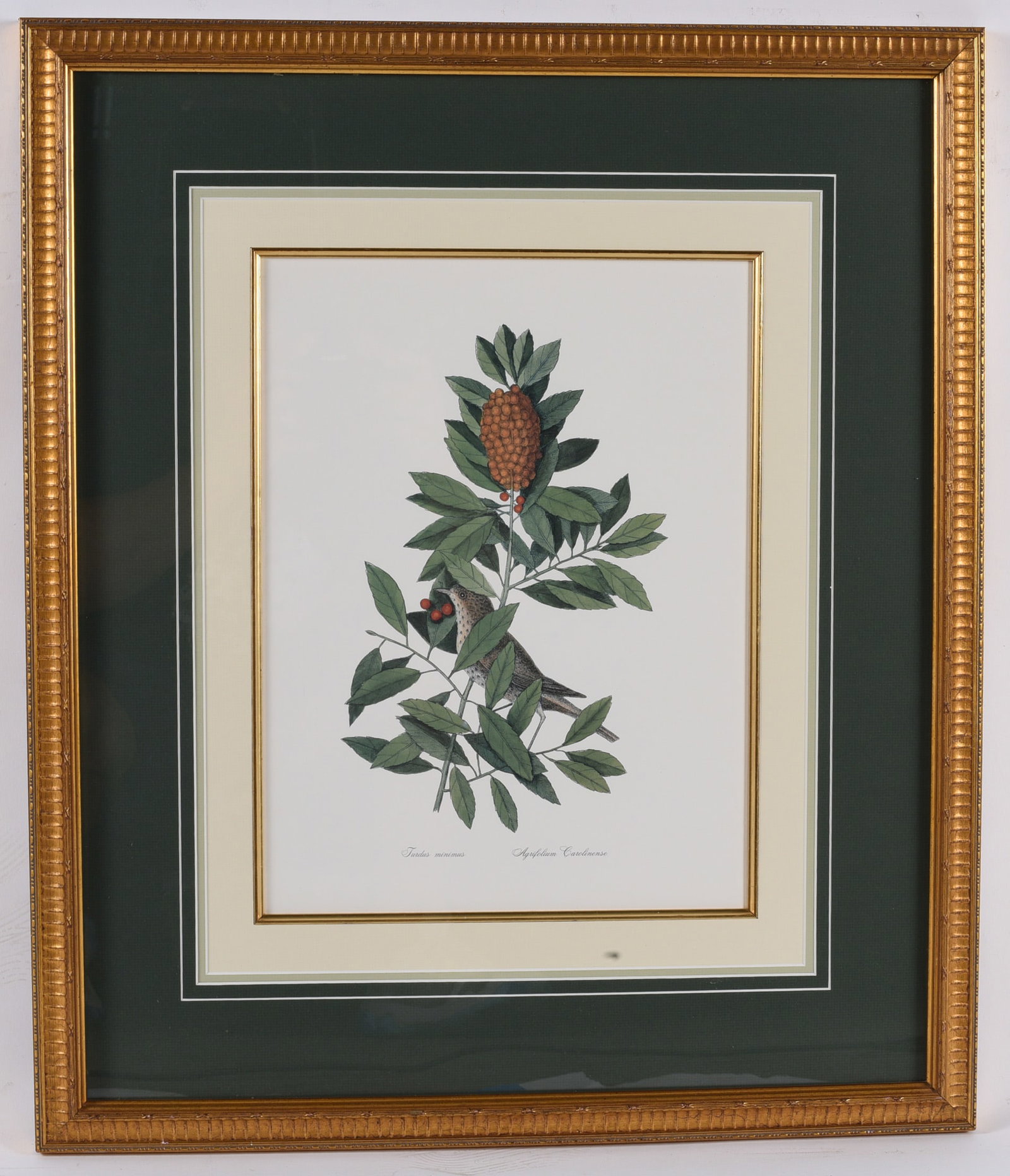 Framed John James Audubon Style Bird & Botanical Print: 23"x27" Decorative bird and botanical print in the style of John James Audubon, featuring a songbird perched among foliage with fruiting branches. Triple matted and presented in a gilt frame for an el
