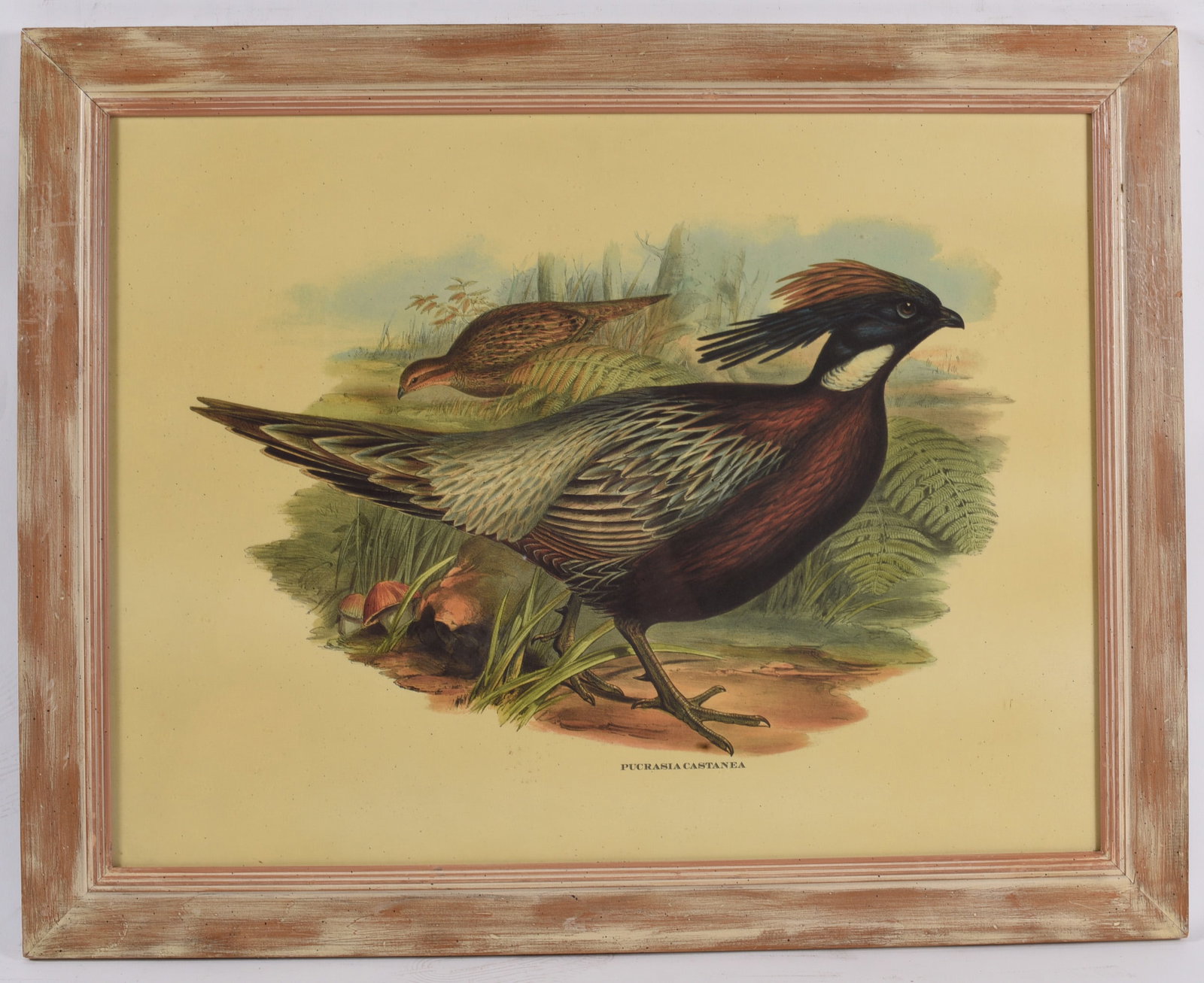 Framed Lady Amherst's Pheasant Wildlife Print: 29"x23" Wildlife print depicting Lady Amherst's Pheasant (Pucrasia castanea) in natural surroundings. Matted and housed in a rustic painted wood frame, making an attractive decorative bird study.
