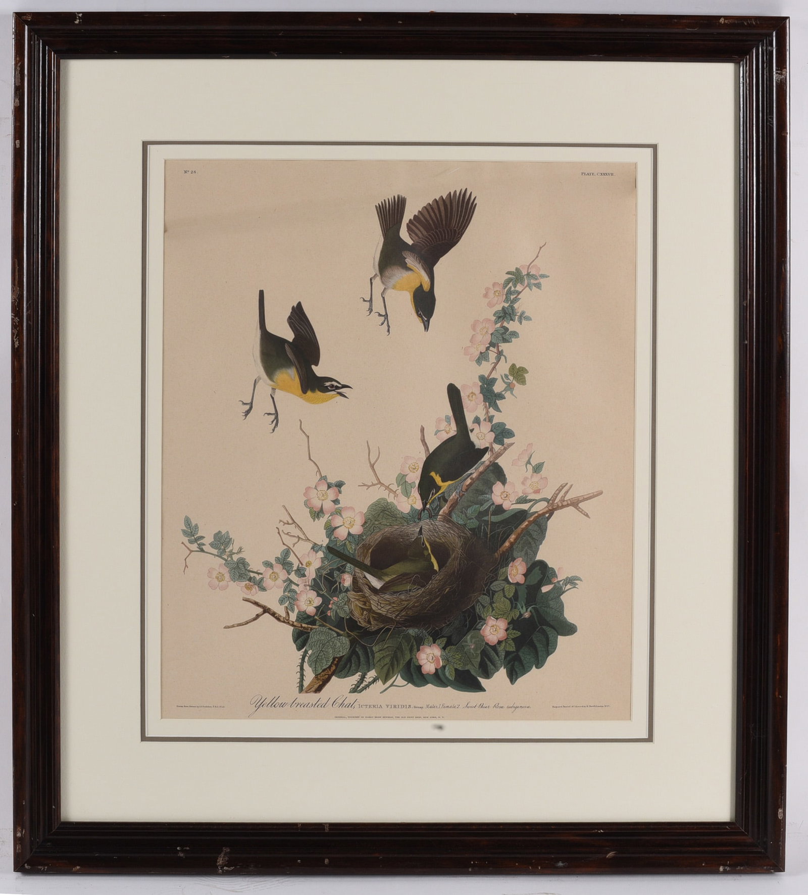 Framed Antique Audubon Yellow-breasted Chat Bird Print (1 of 1)