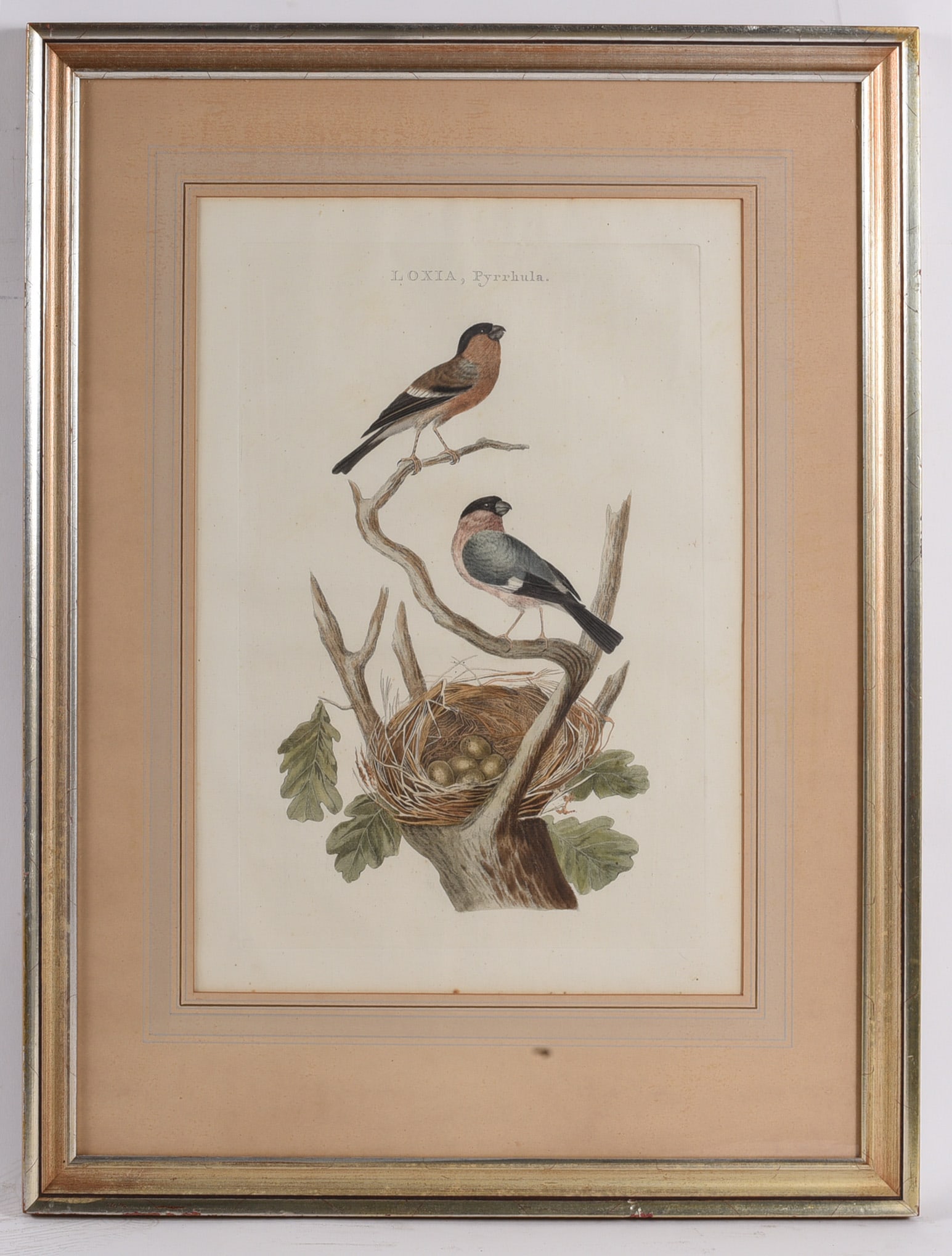 Framed Antique Bullfinch Bird Print: 21"x27" Vintage natural history bird print depicting a pair of bullfinches perched above a nest of eggs. Matted and framed under glass in a silver-tone frame, ideal for traditional nature d?cor.