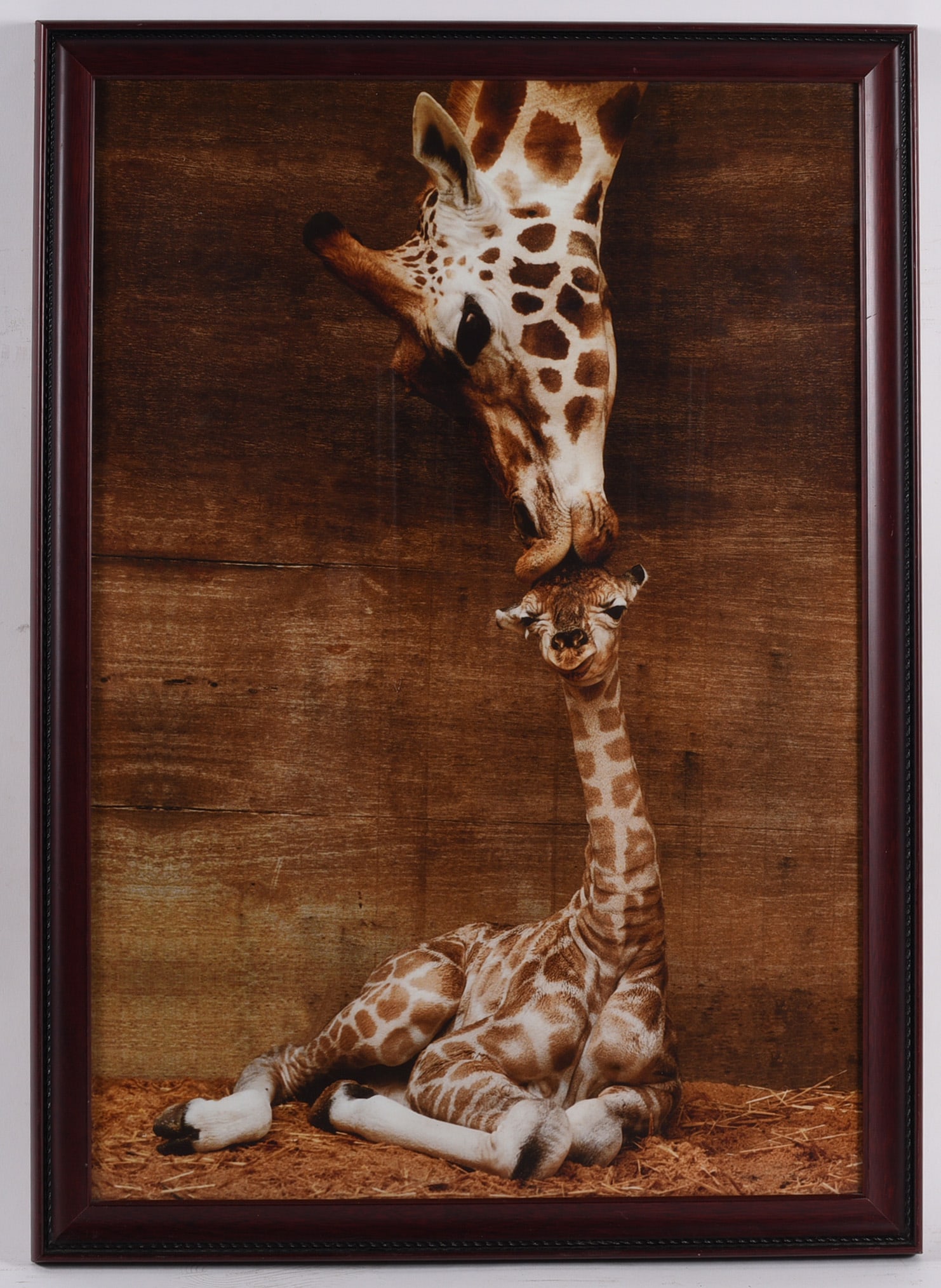 Framed Giraffe & Calf Wildlife Photograph (1 of 1)