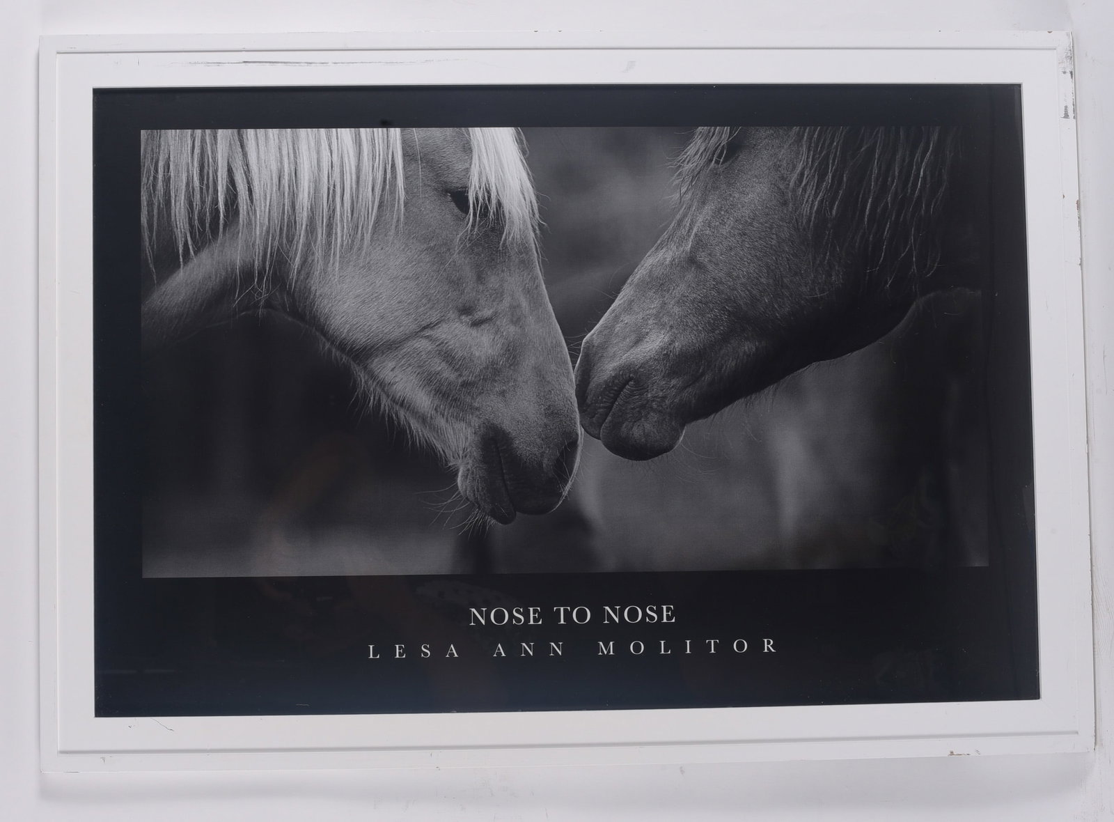 Framed "Nose to Nose" Horse Photography Print by Lesa Ann Molitor: 40"x28" Black and white photographic print titled Nose to Nose by Lesa Ann Molitor depicting two horses gently touching noses. Professionally framed under glass in a white frame, creating a striking e