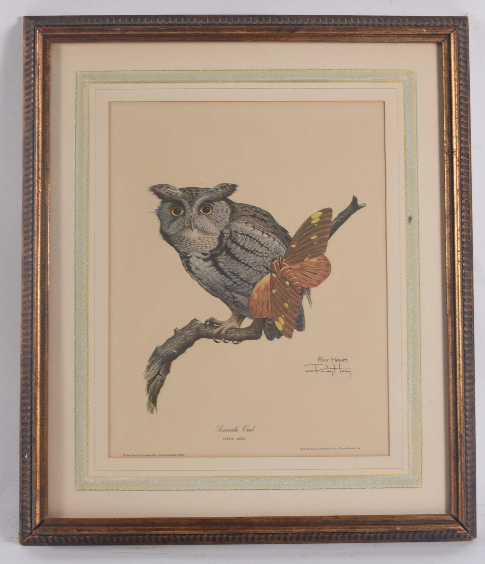 Framed Ray Harm Screech Owl Wildlife Print (1 of 1)