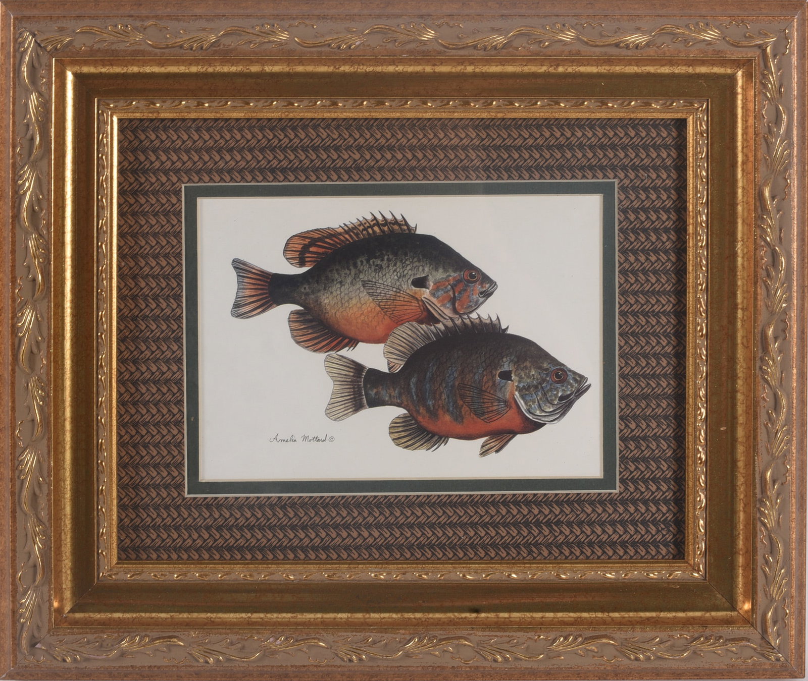 Framed Bluegill Fish Wildlife Print (1 of 1)