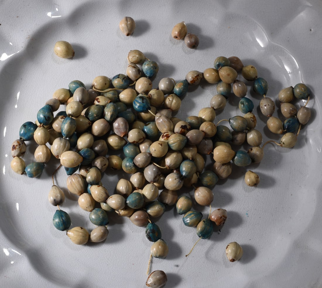 Collection of Vintage Natural Seed & Nut Beads: Large collection of natural seed or nut beads in cream, tan, gray and blue-green tones. Each is individually drilled and many remain threaded together in strands. Natural surface variations, striation
