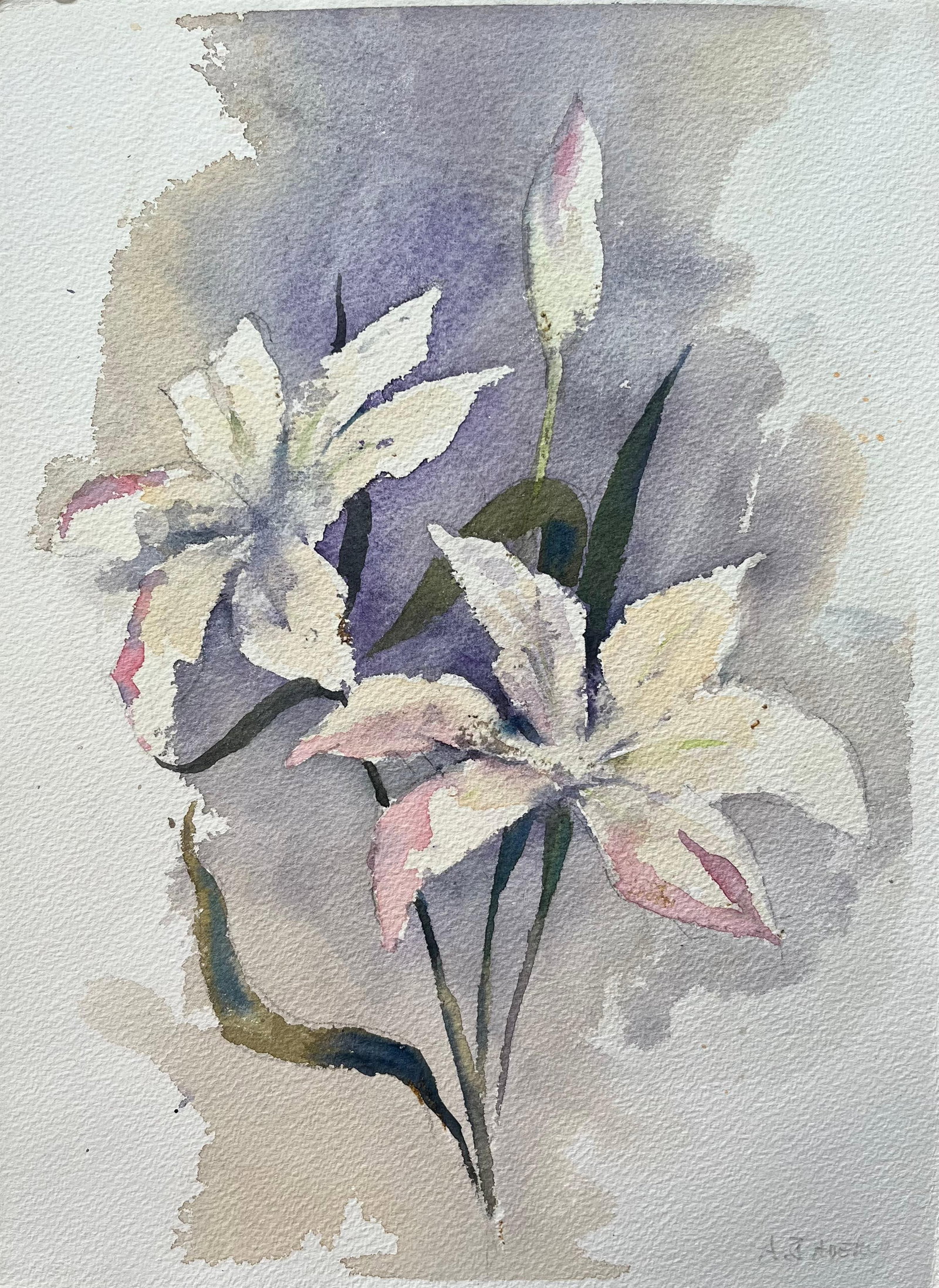 British Watercolor White Lilies Lavender Background: Original watercolor on artists paper by Anthony Avery depicting white lilies against a lavender toned background. The floral composition is handled with loose expressive washes, delicate colour and a 