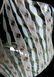 3 Vintage Venetian Fazzoletto Zanfirico Vase & Compote - 8