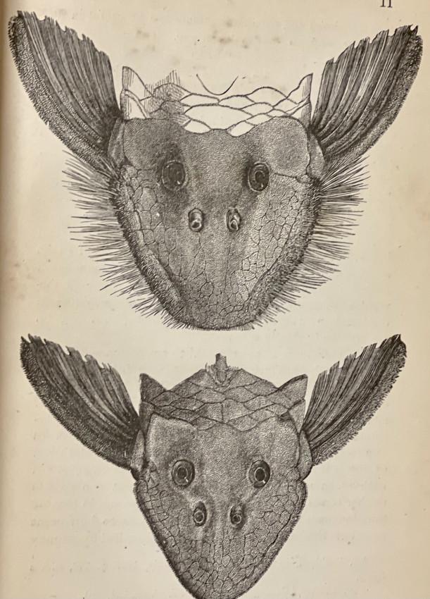 C. DARWIN  Descent of Man NY 1871 (1 of 9)