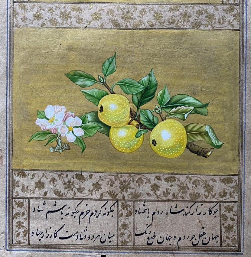 [ISLAMIC School] [Apples: a single antique leaf] (1 of 6)
