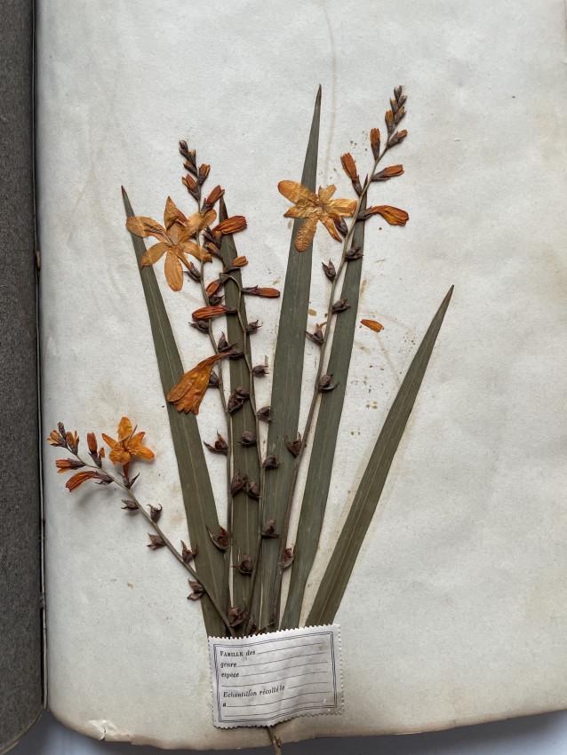 Herbarium for Women, cannabis sample: HERBIER de Bibliothèque PARIS Michel ENGEL, Relieur. Breveté. (1890). (Library HERBARIUM PARIS Michel Engel, Binder. Patented) folio, 32 pages interleaved with grey blotting p