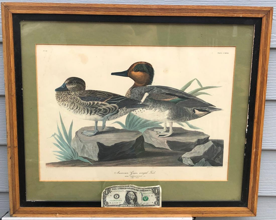 AUDUBON "AMERICAN GREEN WINGED TEAL" ENGRAVING R.HAVELL: JOHN JAMES AUDUBON (1785-1851) "AMERICAN GREEN WINGED TEAL ANAS CAROLINENSIS. LATH / 1, MALE. 2, FEMALE. / DRAWN FROM NATURE BY J.J. AUDUBON, F.R.S. F.L.S. / ENGRAVED, PRINTED AND COLOURED BY R. HAVEL