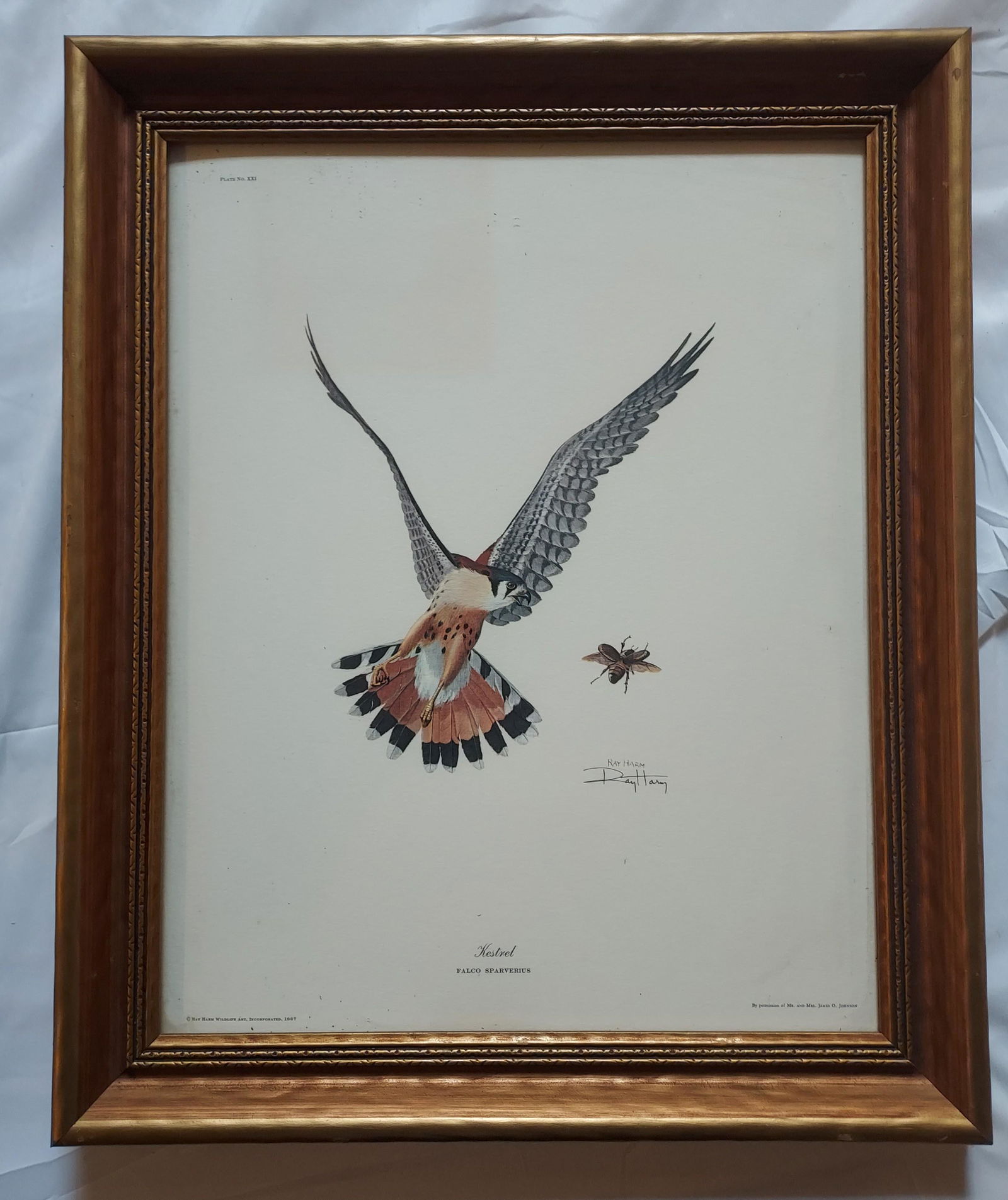 Ray Harm lithograph kestrel (1 of 10)