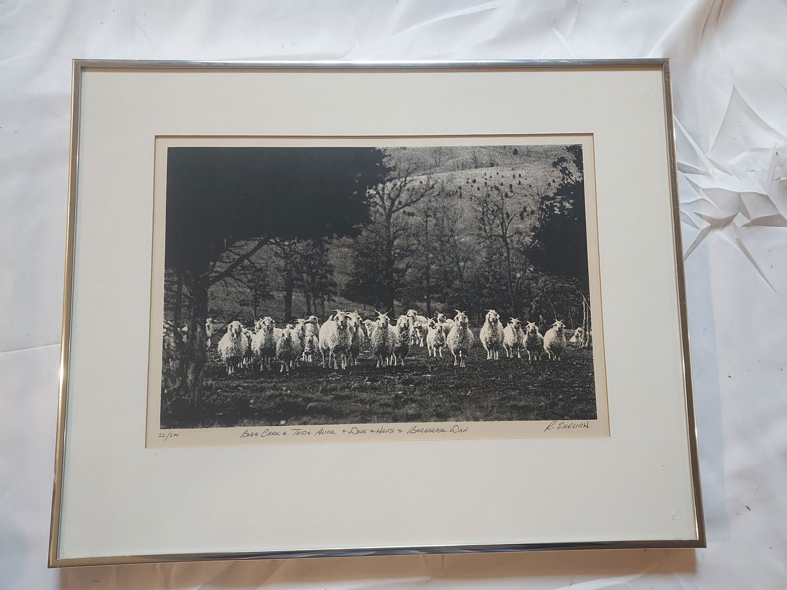 Richard Ehrlich sheep (1 of 12)