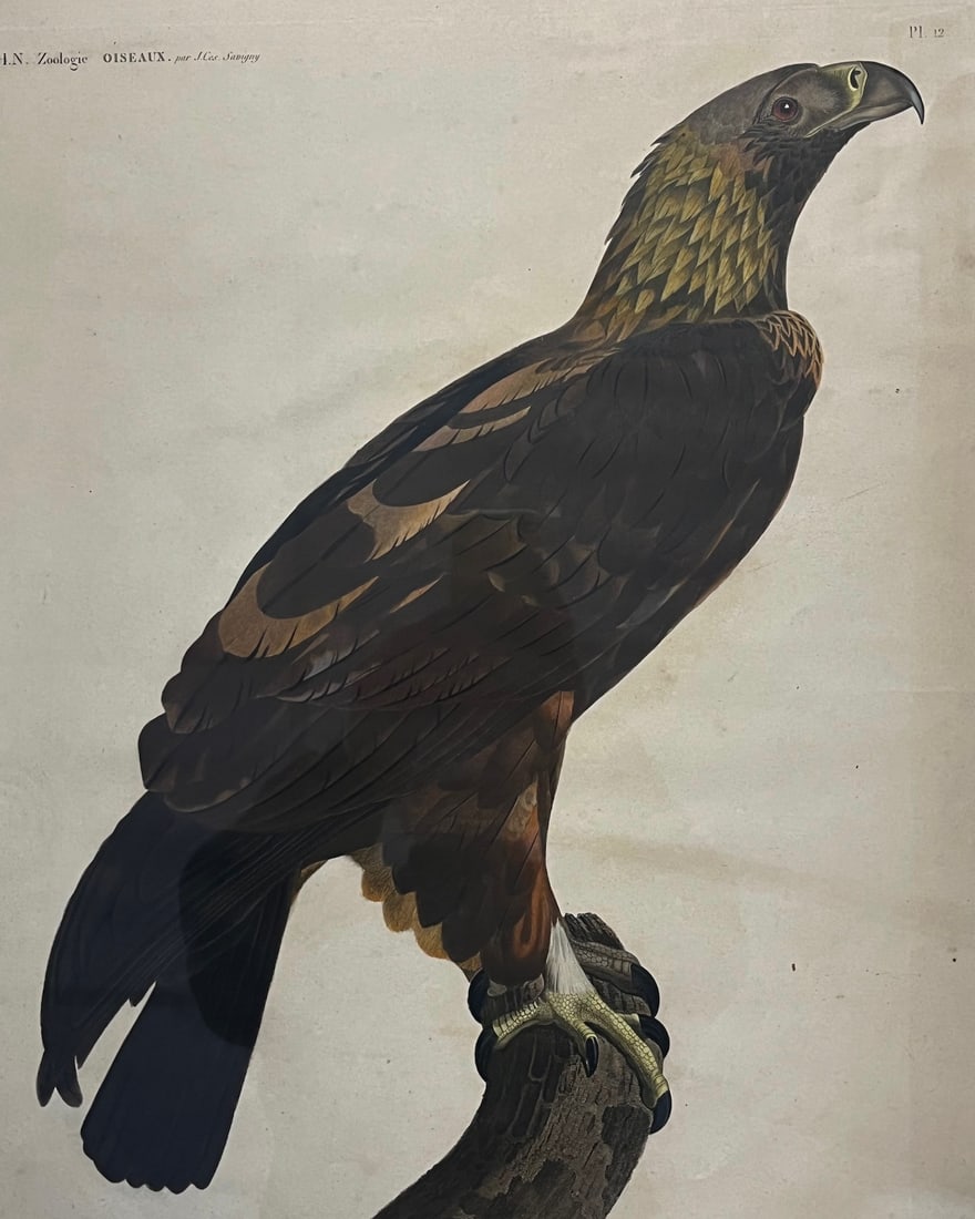 LOUIS BOUQUET (FRENCH, 1765-1814) HAND COLORED ENGRAVING C. 1809 (1 of 8)