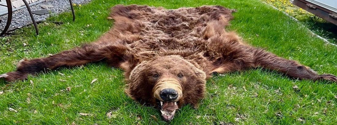 Large Taxidermy Grizzly or Brown Bear Rug Mount with Open Mouth, Full Pelt, Intact Claws: A Large Full Body Vitnage Taxidermy Grizzly or Brown Bear Rug Mount complete with head mount featuring Open Mouth with teeth, Rich brown fur with dense texture, full set of claws up to 3 1/2" in lengt