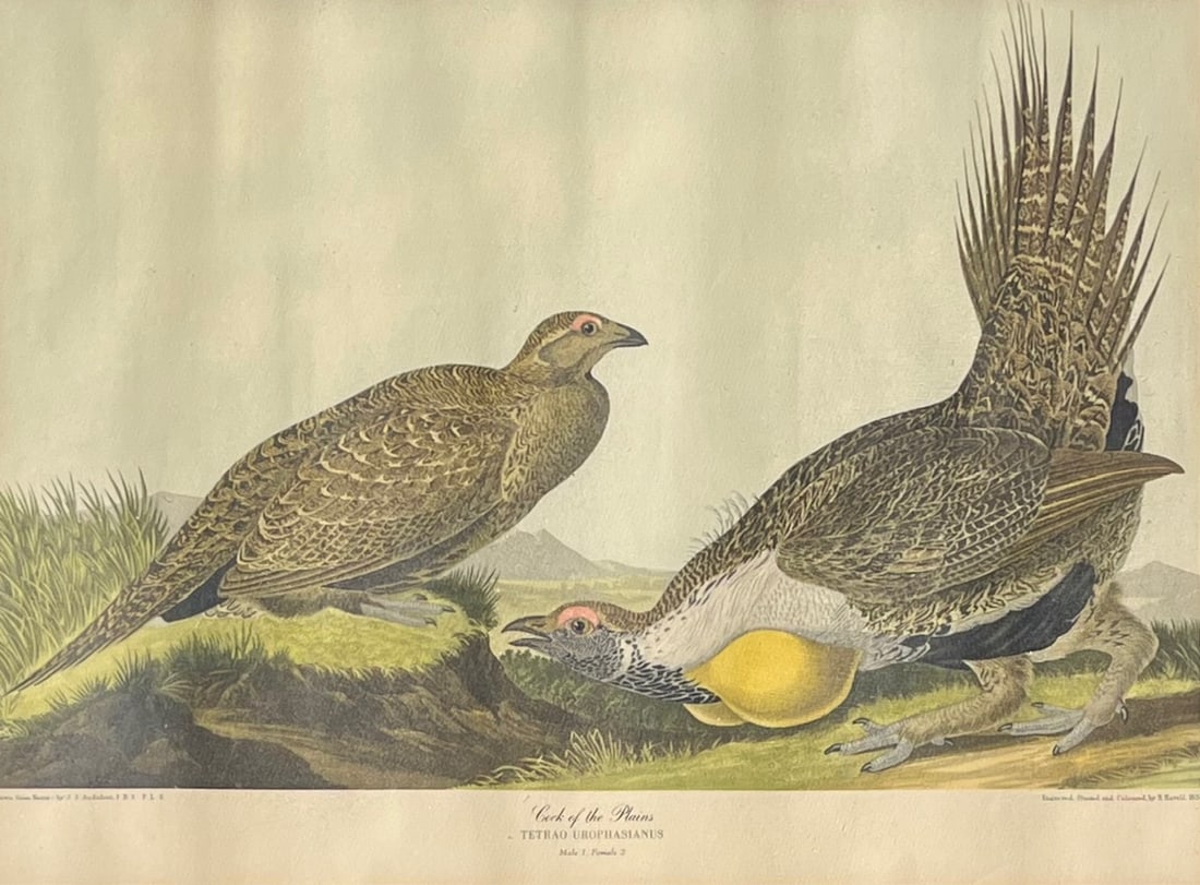 After John James Audubon Lithograph, "COCK OF THE PLAINS", R. Havell 1837: After John James Audubon (1785 - 1851) lithograph, reads "Engraver R. Havell 1837, "COCK OF THE PLAINS" Engraved, Printed & Coloured by R. Havell 1837", Frame measures approx. 20 1/2" W x 16 1/2" H, C