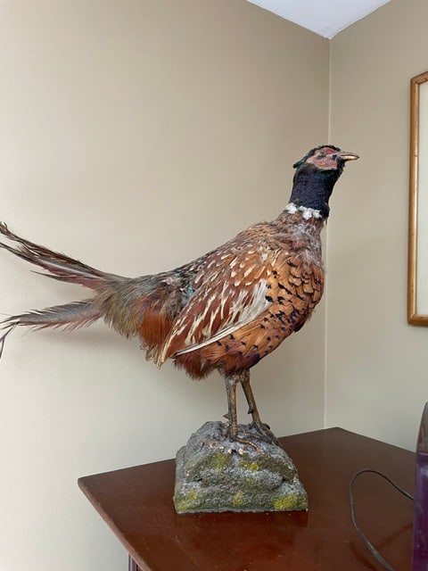 Vintage Taxidermy Ring-Necked Pheasant Full Body Mount (1 of 2)