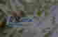 item-98955090=6