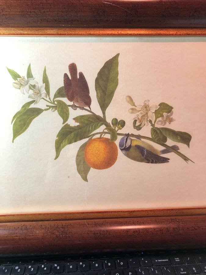 The Raschella Collection The Wren Lesser Titmouse C Oct 08 1957 Estate Bargains In Nj