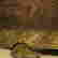 item-103644317=4