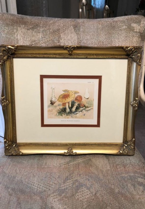 Vtg Amanita Muscaria Poisonous Mushrooms Plate Print: Vintage Amanita Muscaria Poisonous Mushrooms Plate 4 Colored Litho in 13-1/2Â” x 16Â” Gold Leaf Frame Preowned. No Reserve Bid & No Buyers Premium. $25 Domestic Shipping