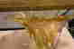 item-123028031=7